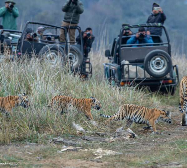Why Choose Jim Corbett National Park for your family vacation?
